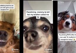 Image result for Animals On FaceTime Meme
