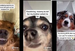 Image result for Dog On FaceTime Meme