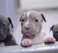 Image result for Cute Little Pit Bulls