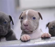 Image result for Pics of Pit Bulls