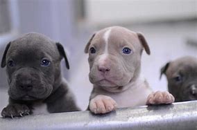 Image result for Baby Pit Bull