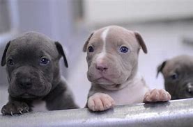 Image result for Pit Bull Puppy