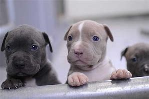 Image result for Cute Pit Bulls