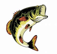 Image result for Real Fish Clip Art Bass