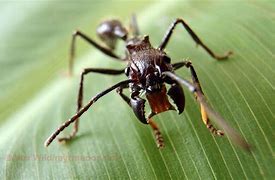 Image result for A Bullet Ant