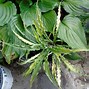 Image result for Hosta Curly Fries