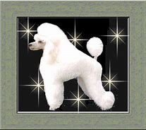Image result for Black Toy Poodles Images