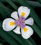 Image result for Iris Grosse Zitrone (Germanica-Group)