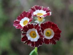 Image result for Primula auricula Mazetta Stripe