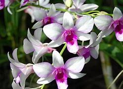 Image result for White Orchid Wallpaper