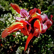 Image result for Red Flowers at the Los Angeles Zoo
