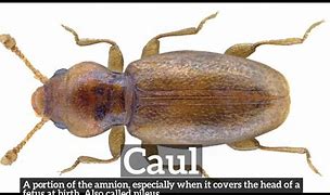 Image result for caul�colo
