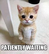 Image result for Waiting Cat Meme