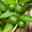 Image result for Indoor Fruit Plants