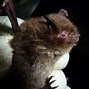 Image result for UK Bats