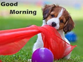 Image result for Animals Saying Funny Good Morning