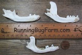 Image result for Raccoon Jaw Bone with Teeth