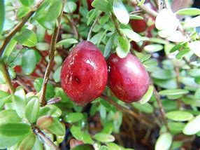 Image result for Vaccinium macrocarpon Red Star