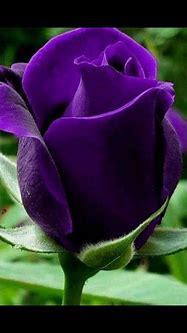 Image result for Pretty Purple Flowers