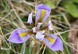 Image result for Iris unguicularis ssp cretensis