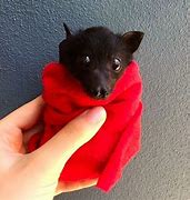 Image result for Cute Bat Babies