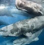 Image result for Blue Whale Evolution Timeline