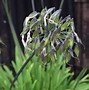 Image result for Agapanthus Dr. Brouwer