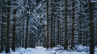 Image result for Winter Forest Wallpaper 4K 52 Inch