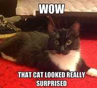Image result for Surprise Cat Meme