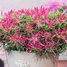Rhododendron (AJ) Starstyle Pink 的图像结果