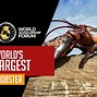 Image result for Largest Lobster Ever