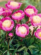 Image result for Paeonia Bowl of Beauty