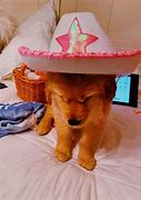 Image result for Happy Dog PFP