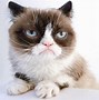 Image result for Original Grumpy Cat Meme