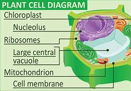 Image result for Plant Cell Drawing