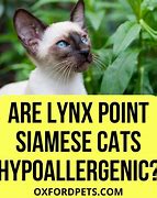 Image result for Top 10 Hypoallergenic Cats