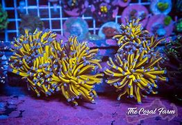 Image result for Coral Frag Packs