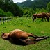 Image result for Japanese Horse Breeds