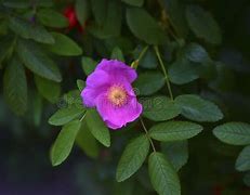 Image result for Red Green Flowers