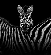 Image result for Black and White Animal Paintings