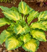 Image result for Hosta Paisley Border