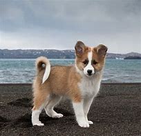 Image result for Icelandic Sheepdog Dog