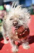 Image result for Ugly Dog Puppies