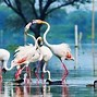 Image result for Bharatpur Tourist Places