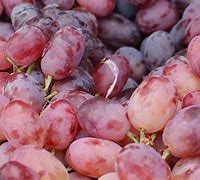 Image result for Rotted Grapes