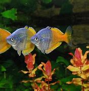 Image result for Tropical Freshwater Community Fish