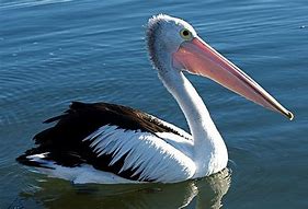 Image result for Pelican 10 FT Foot Fishing Kayak