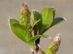 Image result for Salix x grahamii Moorei
