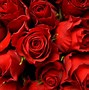 Image result for Dark Rose Red Color