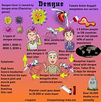 Image result for Dengue Virus Infection